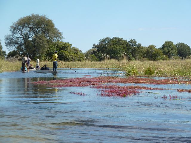99-okavangodelta-149-mokoro-ochtend.jpg - Okavangodelta, Botswana