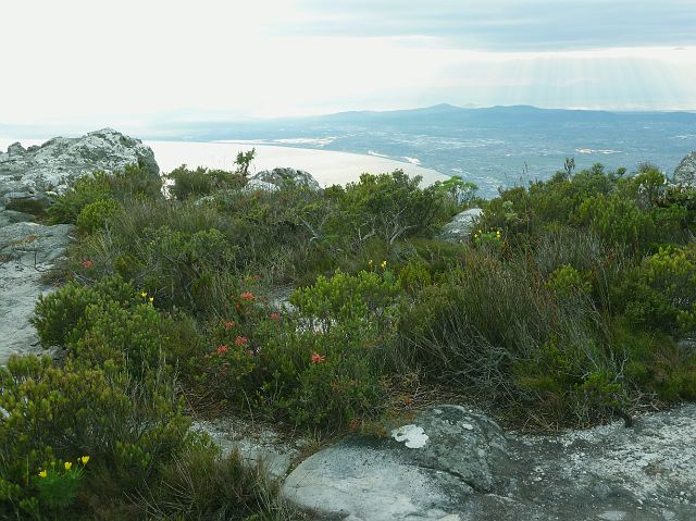 006-tafelberg-13.jpg - Fynbos, Kaapse vegetatie, ook op de Tafelberg.