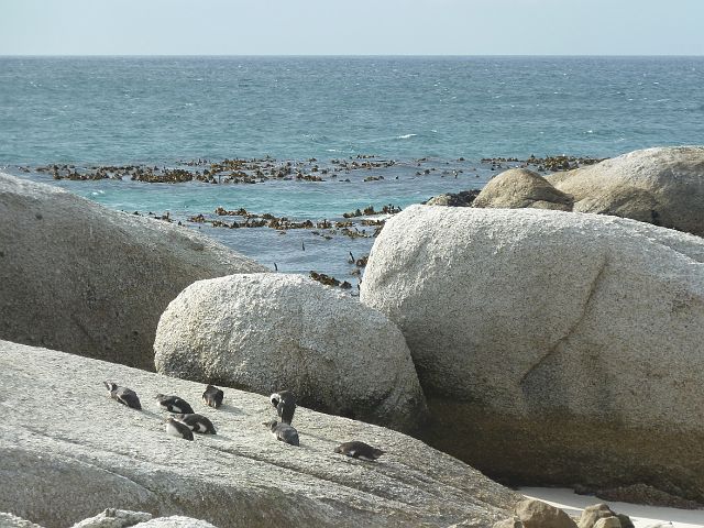 013-pinguins-22.jpg