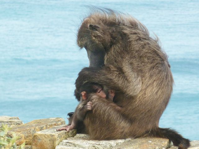 024-kaapgoedehoop-17.jpg - Altijd opletten voor 'baboons' (bavianen). Als de mama niet met haar kindje bezig is, kan ze echt brutaal zijn. Ze associeert mensen met voedsel en pakt alles wat eetbaar is.