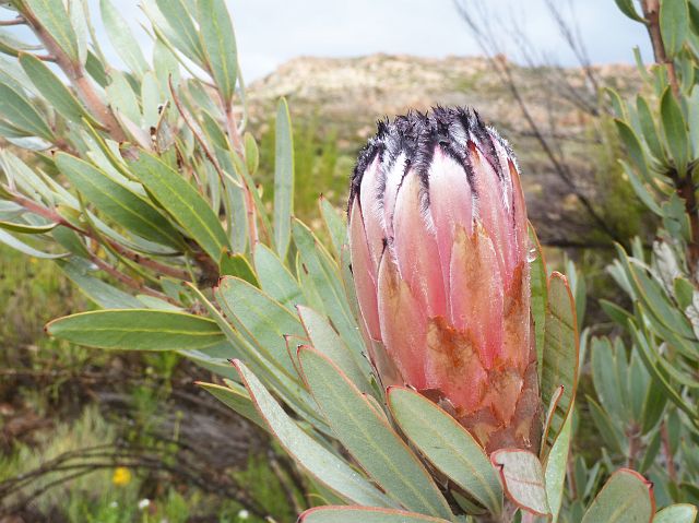 086-protea-03.jpg - Protea, de nationale bloem van Zuid-Afrika.