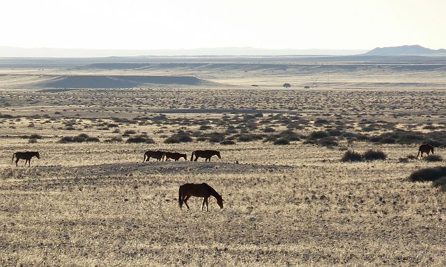 174-onderweg-41.jpg - Wilde woestijnpaarden in de omgeving van Aus.