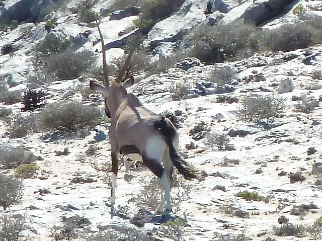 198-sperrgebiet-26.jpg - Een oryx rent weg als hij ons in de gaten krijgt.