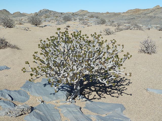 204-sperrgebiet-35.jpg - 'Kan-niet-dood'plantje (bonsaïplant).