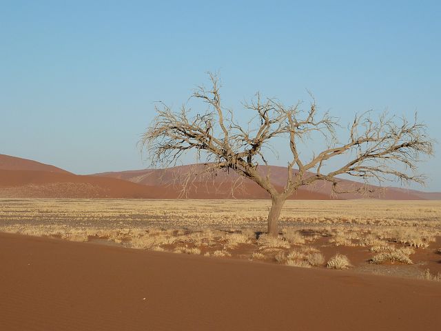 279-sossusvlei-26.jpg - Sossusvlei is een zout-en kleivallei midden in de Namibwoestijn, omringd door hoge rode zandduinen.