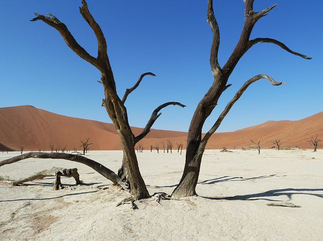 296-deadvlei-14.jpg - Dode, door de zon zwartgeblakerde acacia's.