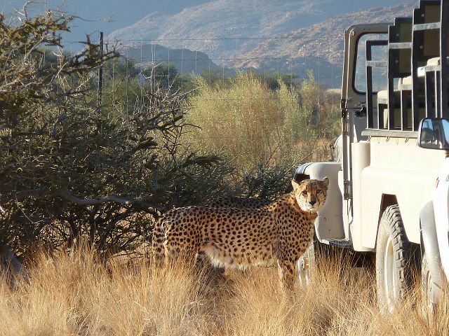 324-cheetah-01.jpg - We bezoeken Naankuse, een opvangcentrum voor bedreigde cheetah's.