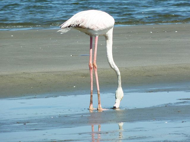 338-walvis-bay-03.jpg - In de lagune van Walvis Bay zijn flamingo's thuis.