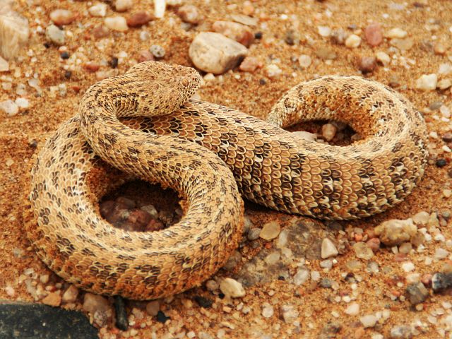 373-desert-swakopmund-41.jpg - Sidewinder Snake, zeg maar een heel kleine adder (tot 30 cm).