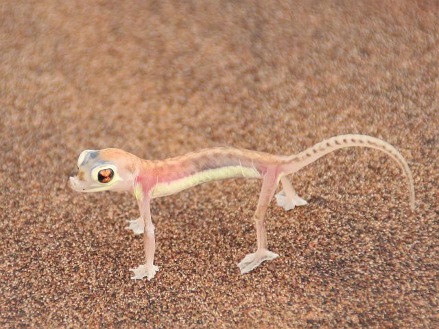 375-desert-swakopmund-51.jpg - Namib Dune Gecko of Palmato.