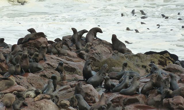 389-cape-cross-10.jpg - 100 km noordelijk van Swakopmund bevindt zich Cape Cross, een bekend reservaat voor een enorme kolonie Kaapse pelsrobben.