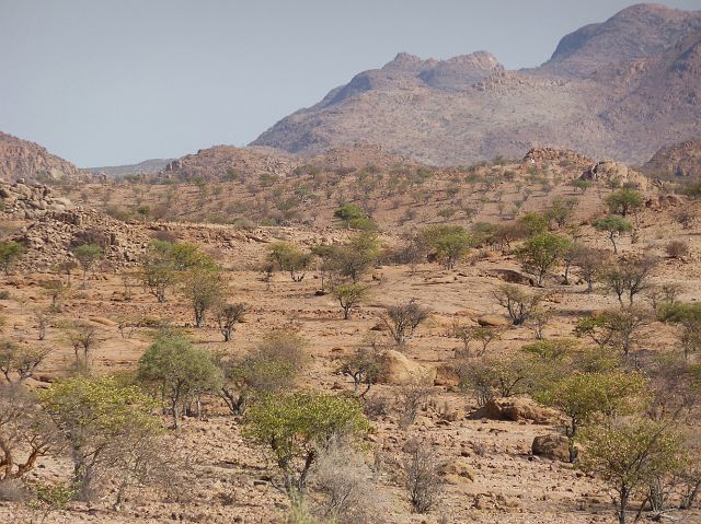 435-damaraland-42.jpg - Damaraland is bezaaid met termietenheuvels.