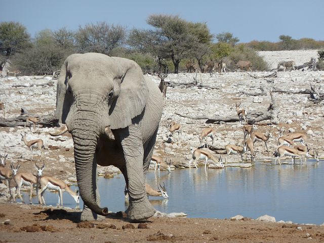 440-etosha-080.jpg - Aangekomen in Etosha, één van de grootste wildparken in  zuidelijk Afrika.