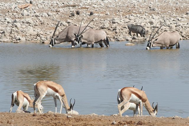 450-etosha-091.jpg - ... springbokken, oryxen en een knobbelzwijn laven in alle rust hun dorst aan de poel.