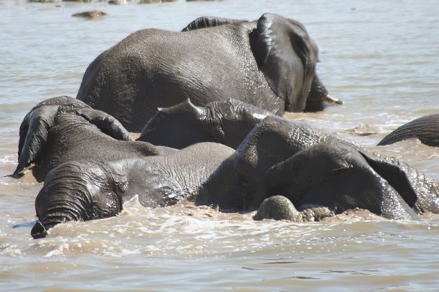 456-etosha-125.jpg - Nu kunnen de olifanten een bad nemen.