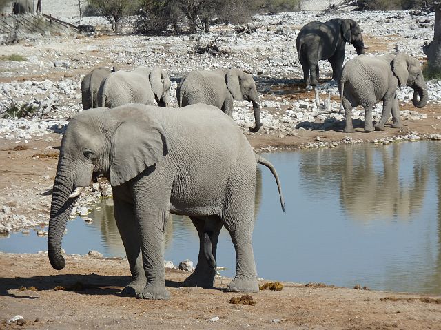 461-etosha-147.jpg - ... een plasje doen.