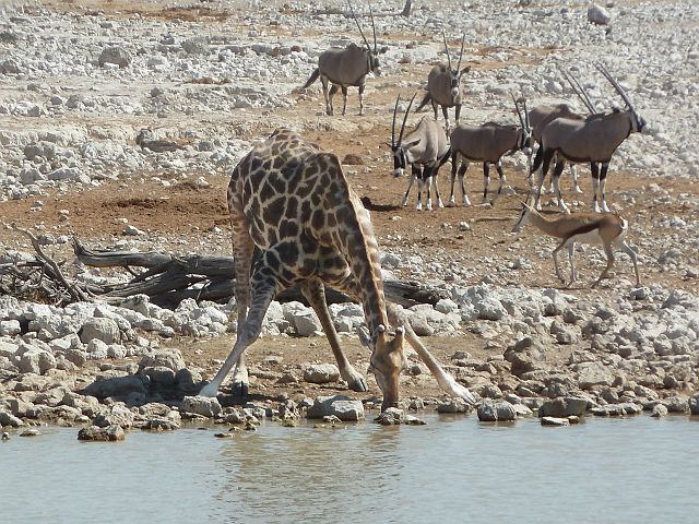 466-etosha-140.jpg - Ook deze giraf heeft er dorst van gekregen.