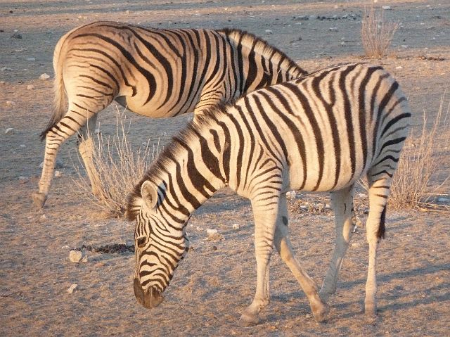 474-etosha-023.jpg - ... zebra's in de gaten.