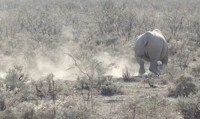 477-etosha-035.jpg - Genoeg geposeerd. 'k Ben er vandoor!