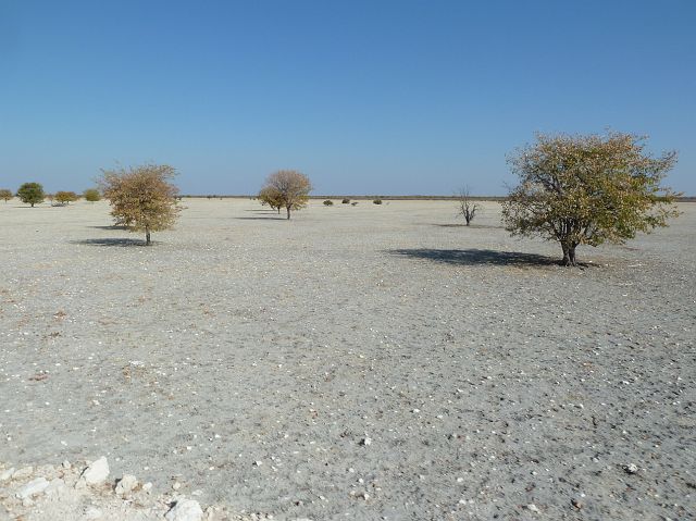 484-etosha-169.jpg - We naderen de Etosha Pan, een immense zoutpan omgeven door droog bushveld.