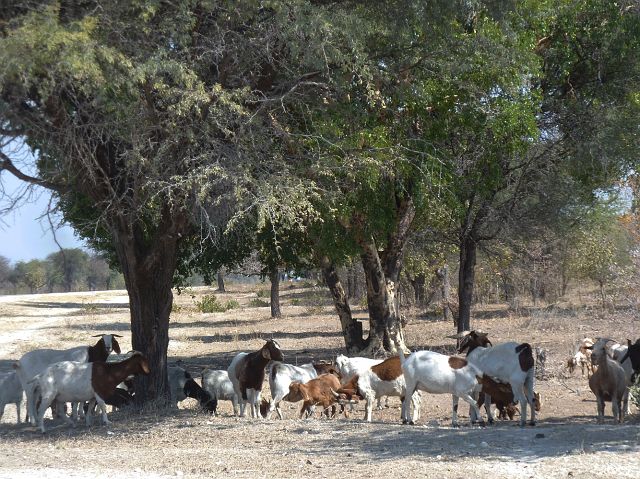 508-grensgebied-Botswana-14.jpg - Hier dus geen grote boerderijen afgezet met hekken, wel lokale stammen die er hun vee hoeden.