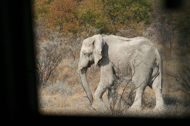 520-grensgebied-Botswana-46.jpg - We spotten nog dieren ...