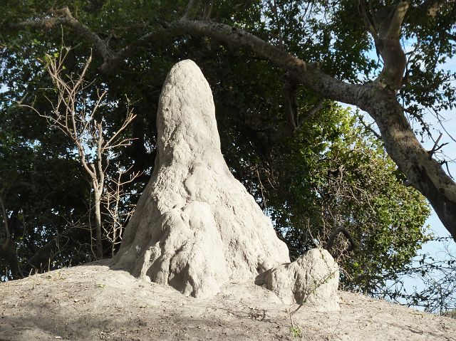 562-okavangodelta-108-mokoro-ochtend.jpg - Nog een termietenheuvel.