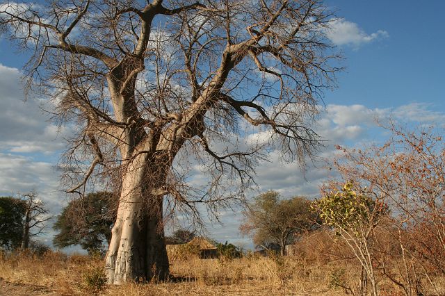 602-caprivistrip-14.jpg - Whoa, tie a yellow ribbon 'round the Ole 'Baobab' tree.