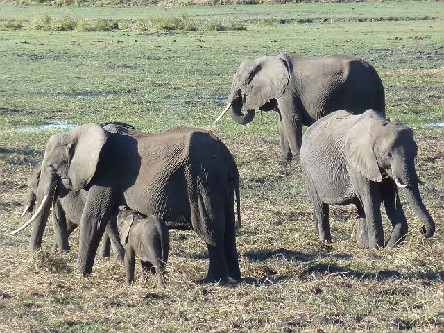 618-chobe-015-boottocht-eerste-dag.jpg - Chobe staat vooral bekend om z'n grote olifantenpopulatie.