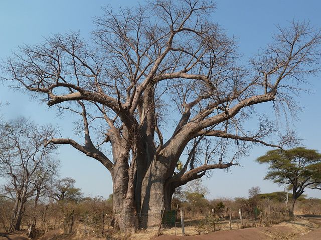 724-baobab-04.jpg - Of een kijkje nemen bij de Big Tree, een baobab,1000 à 1500 jaar oud.