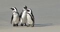 014-pinguins-7
