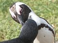 016-pinguins-23